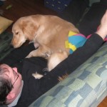 Golden Retriever on Lap