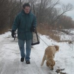 Man and Golden Retriever Walking on Leash