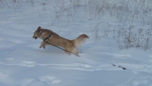 Golden Retriever in Snow