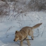 Golden Retriever in Snow