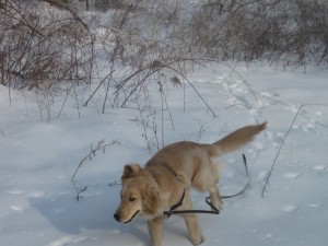 Golden Retriever in Snow