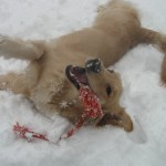 Golden Retriever Rolling in Snow