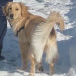 Golden Retriever Looking Back
