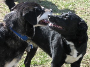 Shadow and Sally Two black dogs at the dog park