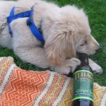 Golden Retriever chewing on Ithaca Ginger Beer Bottle