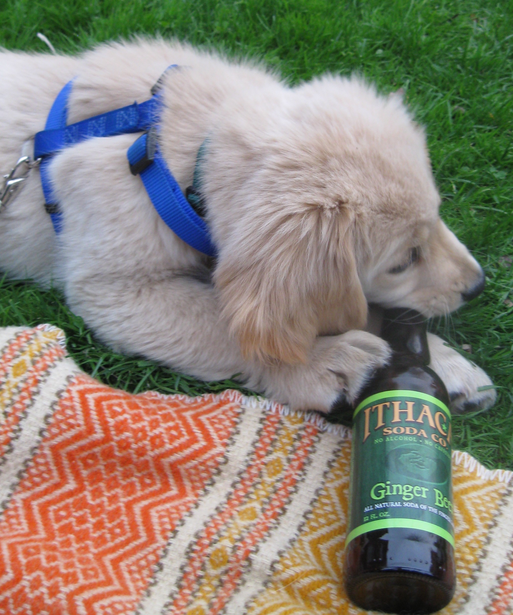 Golden Retriever chewing on Ithaca Ginger Beer Bottle
