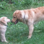 Golden Retriever puppy and adult