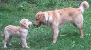 Honey and Riley face to face Golden Retriever puppy and adult