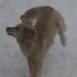 Golden Retriever in Snow