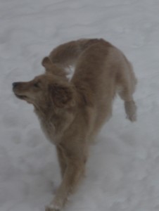 Golden Retriever in Snow