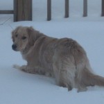 Golden Retriever in deep snow
