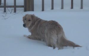 Golden Retriever in deep snow