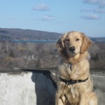 Golden Retriever with Cayuga Lake in the Distance