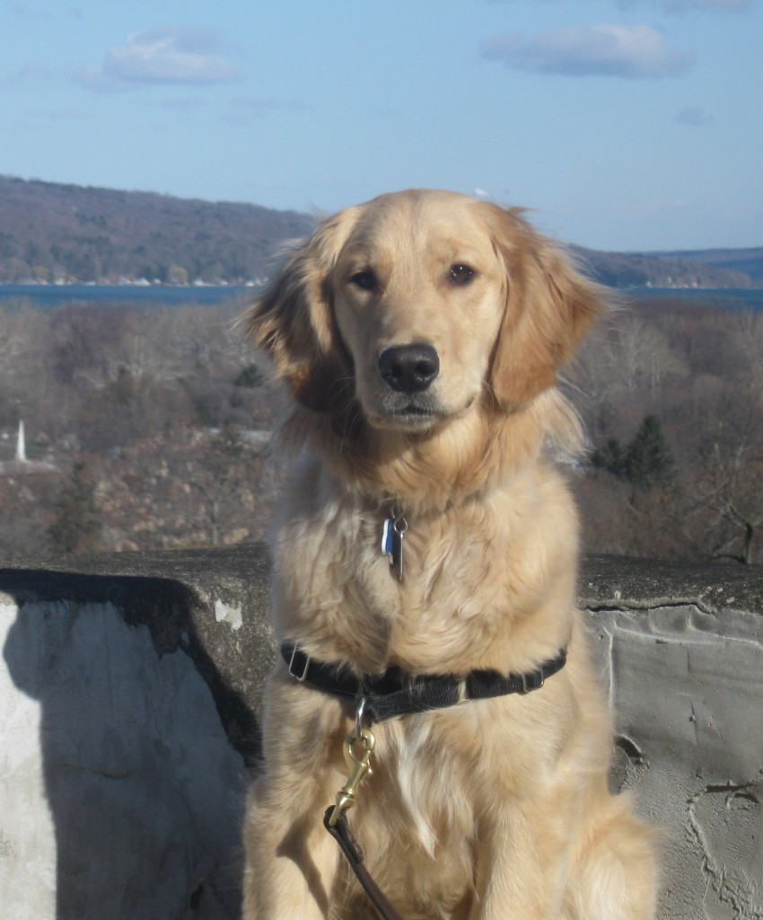 Golden Retriever with Cayuga Lake in the Distance