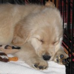 Golden Retriever Puppy