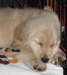 Golden Retriever Puppy Sleeping