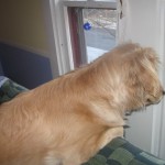 Golden Retriever Looking Out a Window