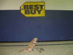 Honey is a Best Buy Golden Retriever at the mall
