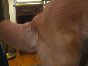 Golden Retriever tail and haunches