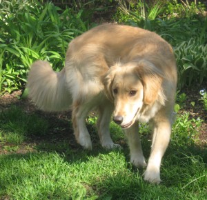 Honey Golden Retriever