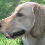 Golden Retriever - Something Wagging This Way Comes