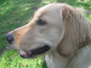 Golden Retriever on Something Wagging This Way Comes