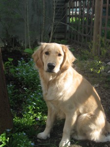 Honey Sitting Pretty Golden Retriever Sitting