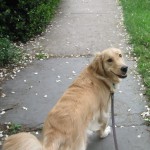 Golden Retriever on a leash