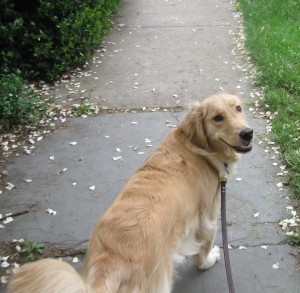 Golden Retriever on a leash