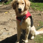 Golden Retriever in a Life Jacket