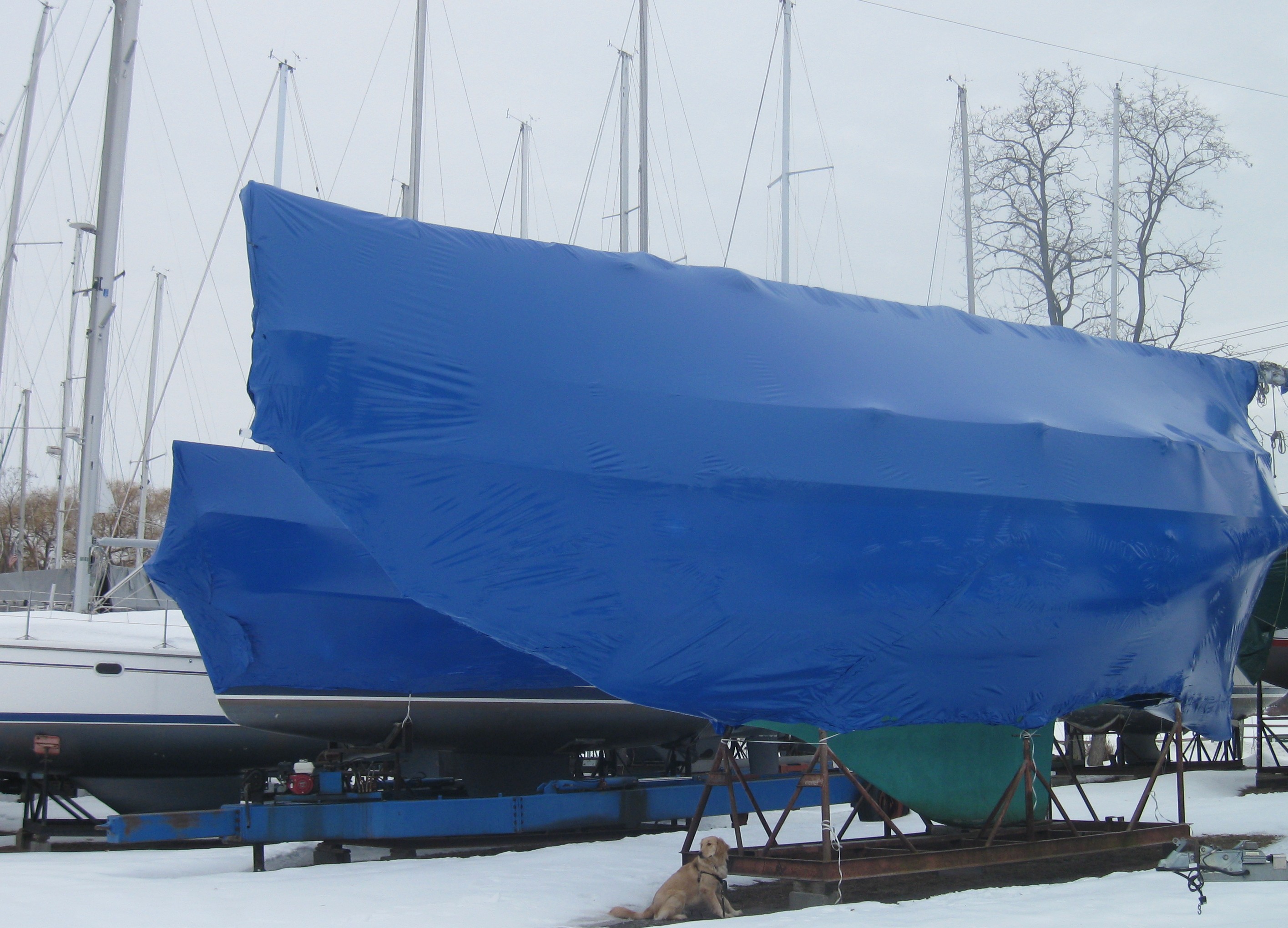 Golden Retriever under sail boat