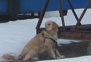 Golden Retriever under sail boat