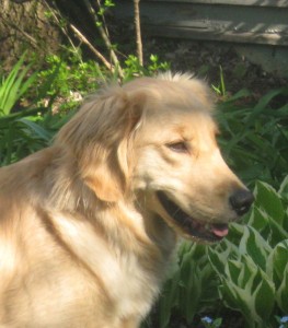 Golden Retriever