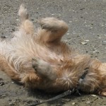 Golden Retriever playing in sand