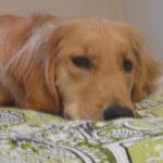 Golden Retriever on bed