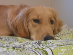 Golden Retriever on bed