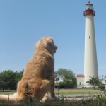 Golden Retriever contemplating lighthouse