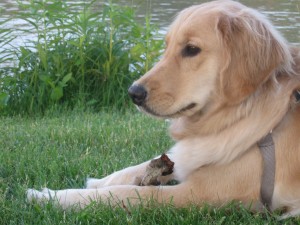 Golden Retriever