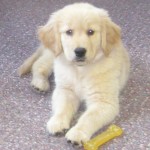Golden Retriever Puppy with Nylabone at work