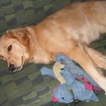 Golden Retriever napping with a stuffed dragon
