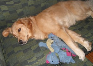 Golden Retriever napping with a stuffed dragon