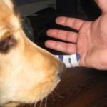 Golden Retriever sniffing finger