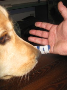 Golden Retriever sniffing finger