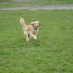 Golden Retriever running