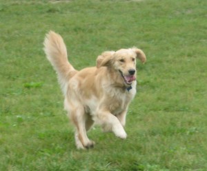 Golden Retriever Running