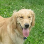 Golden Retriever Honey