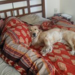Golden Retriever on bed