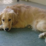 Golden Retriever sleeping on the porch
