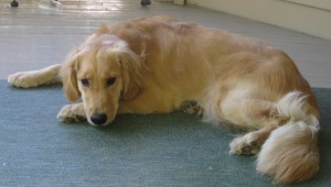 Golden Retriever sleeping on the porch