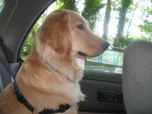 Golden Retriever in a Subaru Impreza